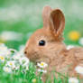 Cute bunny in a field of grass and white flowers
