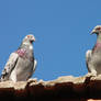 Pigeons on roof