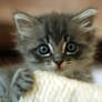 Cute grey kitten