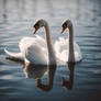 Swan couple 