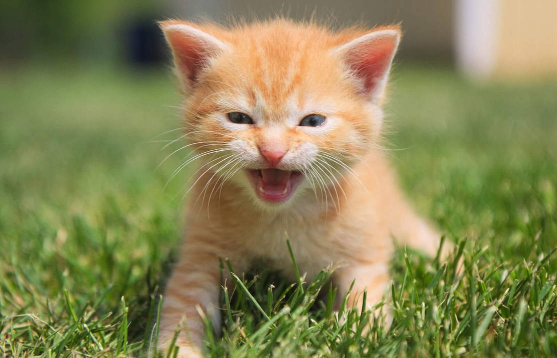 Живой звук котенка. Рыжий котёнок. Маленькие котята мяукают. Оранжевый маленький котенок. Рыжий кот мелкий.