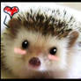 Kawaii Hedgehog