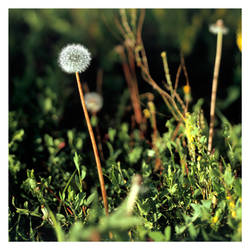 Dandelion