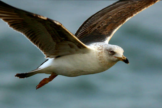 sea-gull