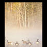 Foggy water Fowl
