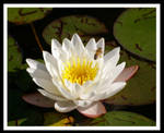 Buzz Along by jesse-botanical