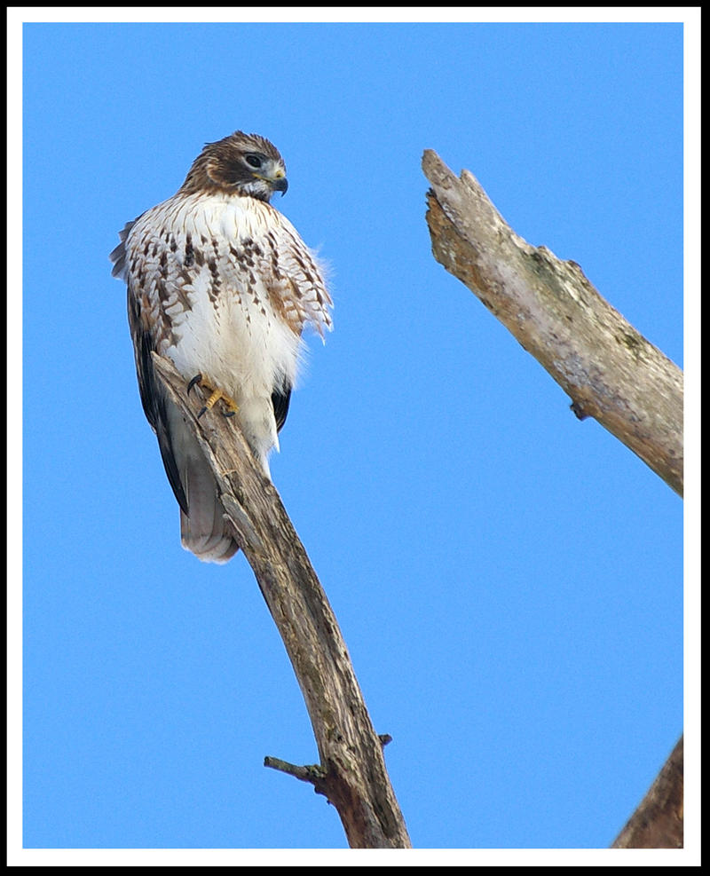 High Hawk by jesse-botanical on DeviantArt