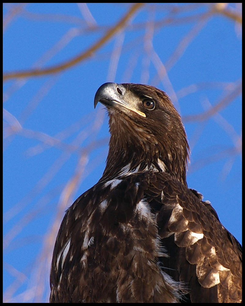 Eagle Beak