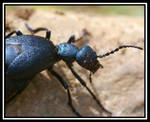 Oil Beetle by jesse-botanical