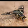 Horsefly Bit