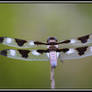 12 banded dragonfly