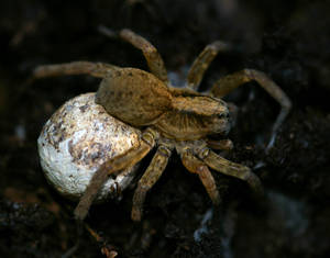 Nursery Web spider