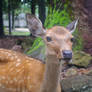 Nara Park Shika