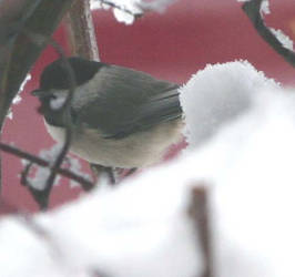 chicadee