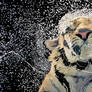 Tiger Splash (digital drawing)