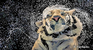 Tiger Splash (digital drawing)