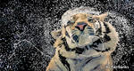 Tiger Splash (digital drawing) by eyeqandy