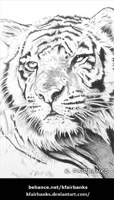 Tiger Yellow Eyes in BW (ball point pen drawing)