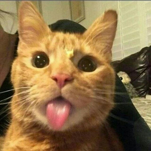 Funny random cat by IProtivTupizma on DeviantArt