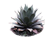 Maguey (Agave palmeri) plant png