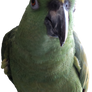 Concho, the parrot, standing PNG