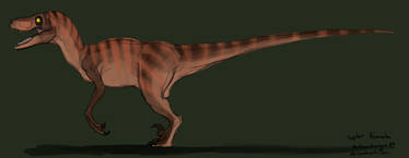 Raptor Female