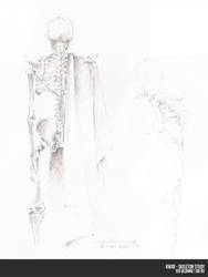 Skeleton study