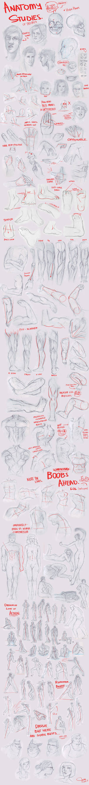 Anatomy Studies