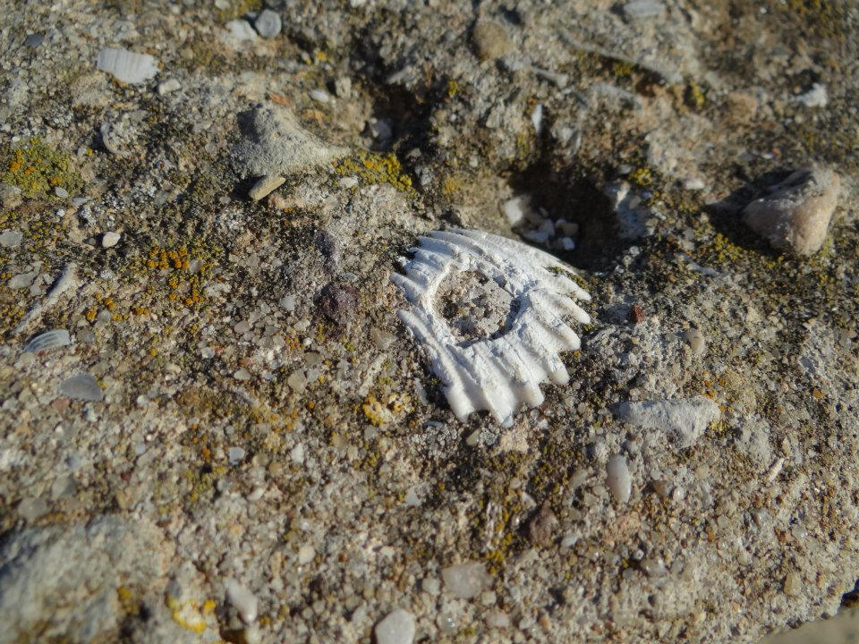 Shell Life by amarie28 on DeviantArt