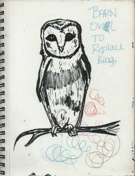 barn owl sketch