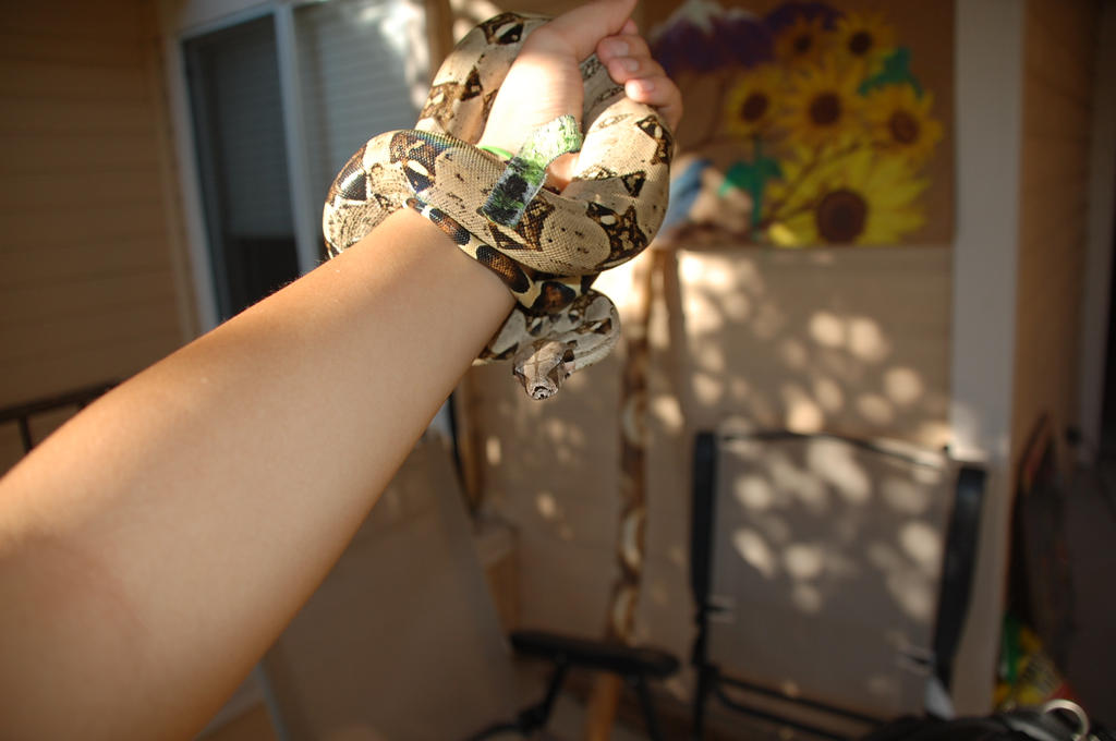 The Behemoth Rose by PublicReign on DeviantArt