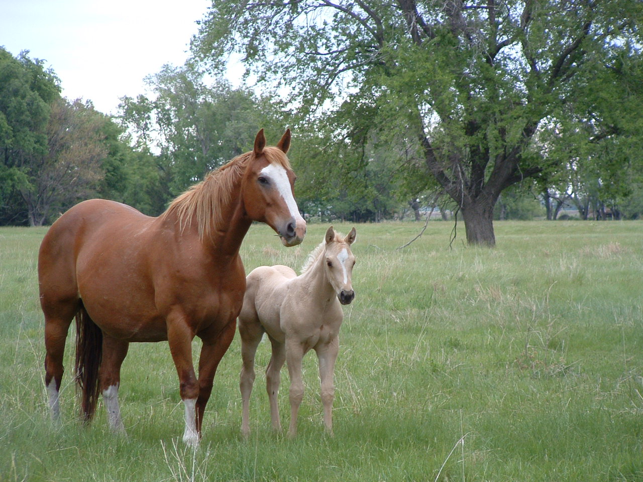 horses