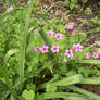 Purple Wood Sorrel Flowers