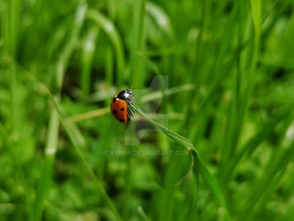 Ladybug