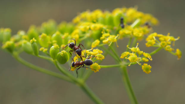 Busy Ants