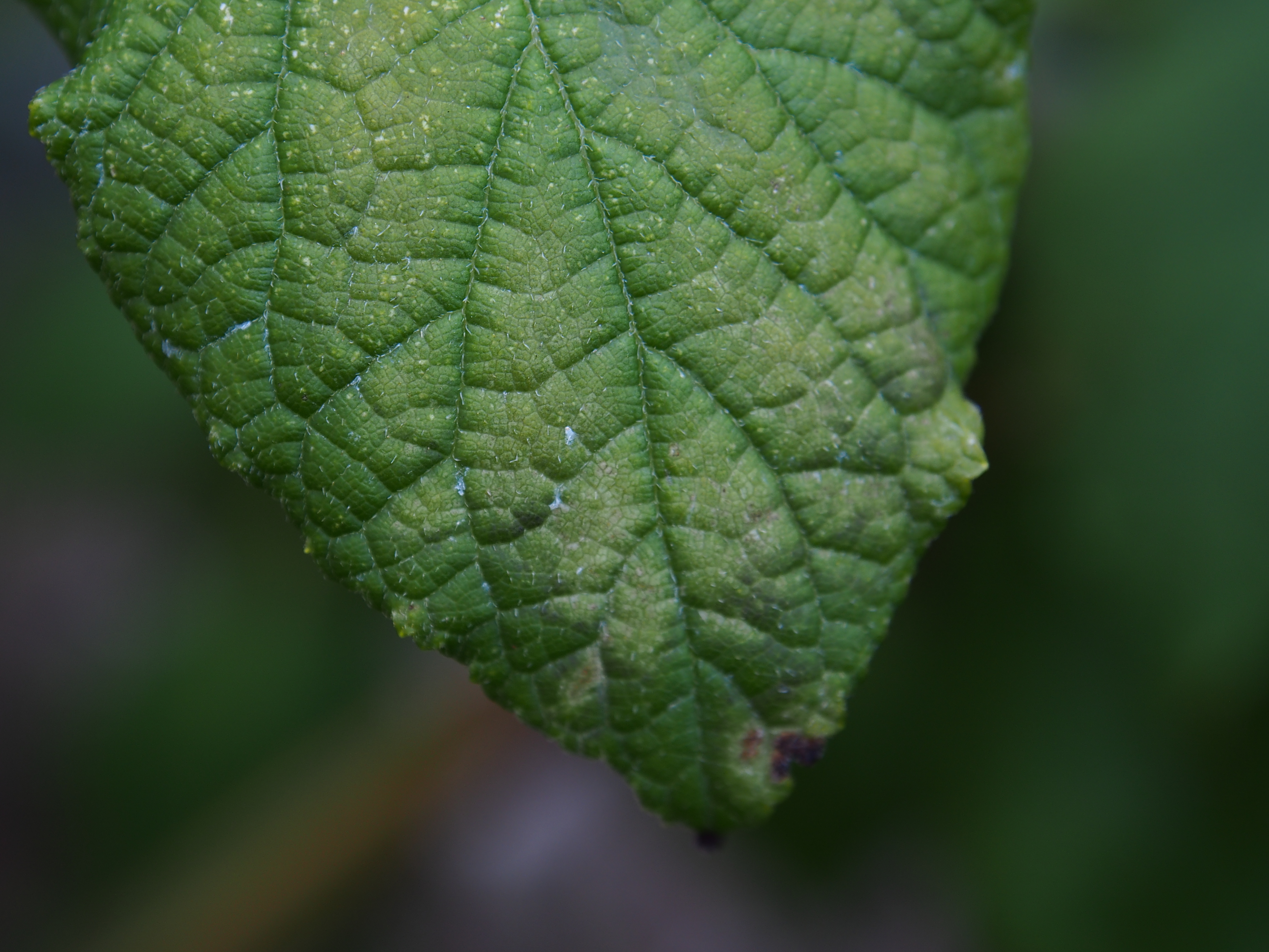 Leaf