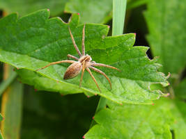 Spider on a leaf