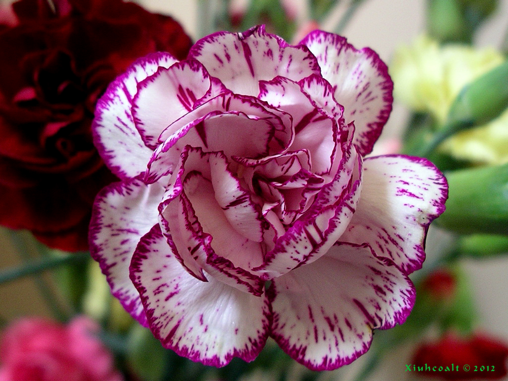 White and Purple Carnation