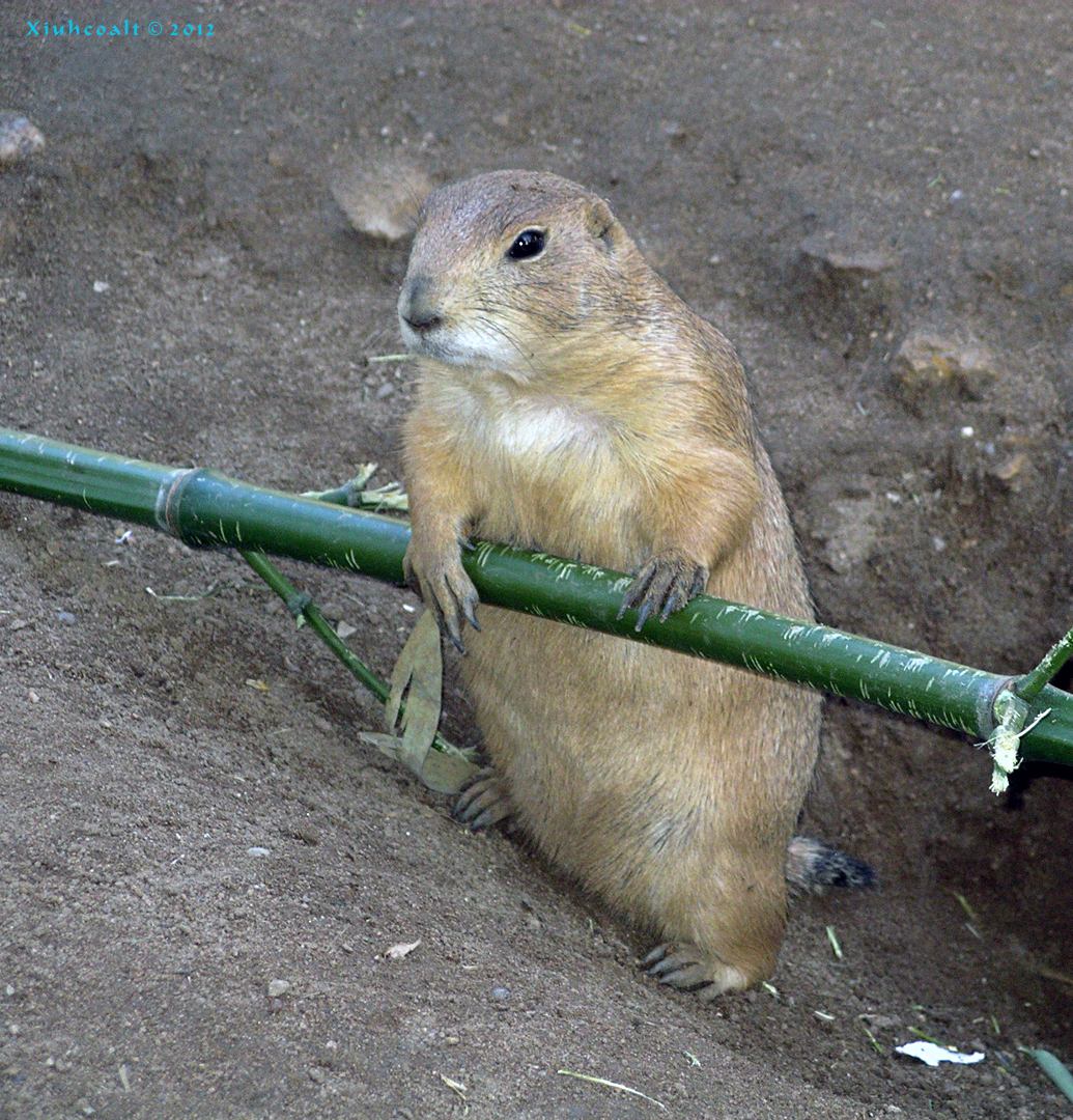 Prairie Dog