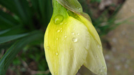 flower droplets