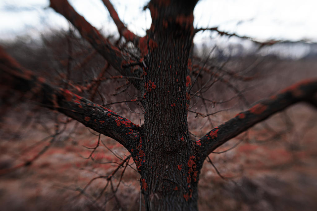 Decay by Kinfolk on DeviantArt