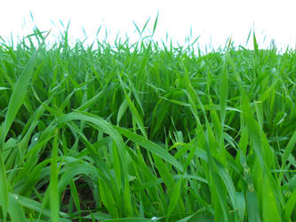 Green Gras ! Realy wonderful...