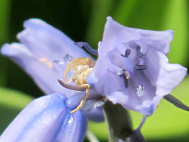 Purple Bells