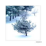 White by rici66