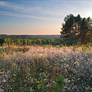 Flowers of September