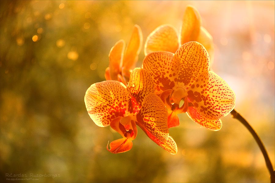 Orchid 3