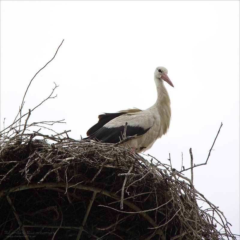 Stork