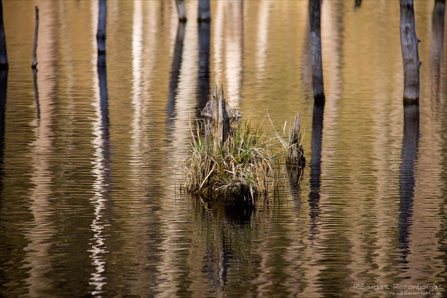 God of Swamp Fever