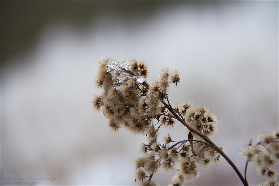 Flowers of the Winter III