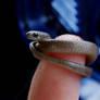 Shai-Hulud: Worm Snake